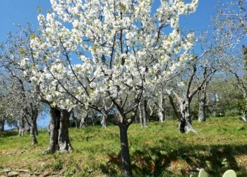 PHOTO-2021-09-29-16-15-42.jpg - Agricultural land Camaiore - photo 3