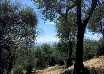 xxl (6).jpg - Rustico Massarosa - foto 6