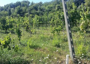 20160906_154555.jpg - Rustico Fosdinovo - foto 5