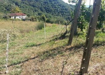 20160906_154617.jpg - Rustico Fosdinovo - foto 6