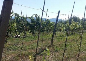 20160906_154626.jpg - Rustico Fosdinovo - foto 7