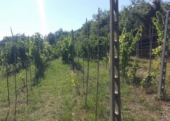 20160906_154629.jpg - Rustico Fosdinovo - foto 8