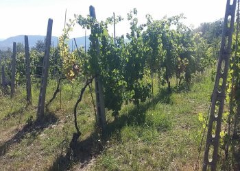 20160906_154635.jpg - Rustico Fosdinovo - foto 9