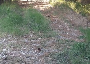 20160906_153913.jpg - Rustico Fosdinovo - foto 12