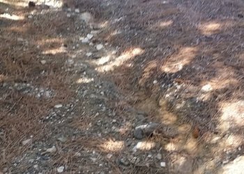 20160906_153955.jpg - Rustico Fosdinovo - foto 14