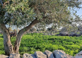 8.jpg - Rustico Modica - foto 8