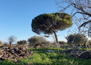 49.jpg - Rustico Modica - foto 26