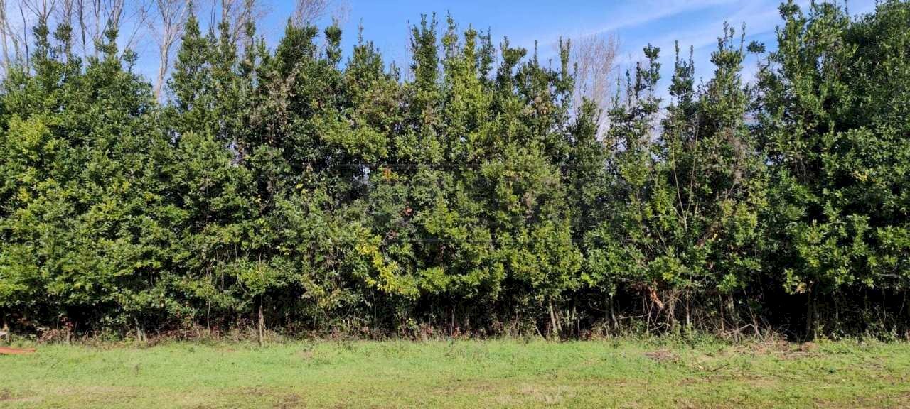terreno 4.jpg - Terreno agricolo fontana Mazzocca snc, Cassino - foto 1
