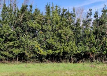 terreno 4.jpg - Terreno agricolo fontana Mazzocca snc, Cassino - foto 1