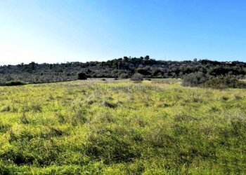 Terreno - Rustico Patù - foto 16