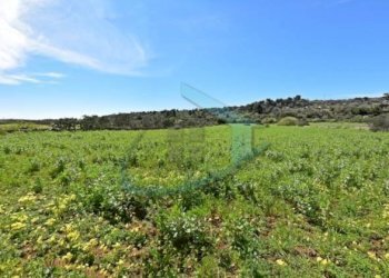 Terreno - Rustico Patù - foto 19