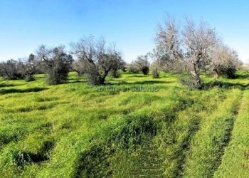 Terreno agricolo via Egnazia, Castrignano del Capo - foto 1