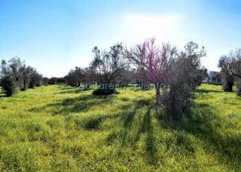Terreno agricolo via Egnazia, Castrignano del Capo - foto 5