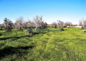Terreno agricolo via Egnazia, Castrignano del Capo - foto 7