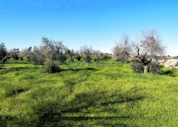 Terreno agricolo via Egnazia, Castrignano del Capo - foto 8