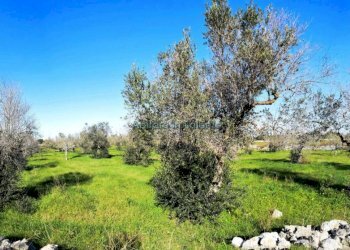 Terreno agricolo via Egnazia, Castrignano del Capo - foto 9