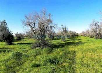 Terreno agricolo via Egnazia, Castrignano del Capo - foto 10