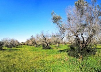 Terreno agricolo via Egnazia, Castrignano del Capo - foto 11