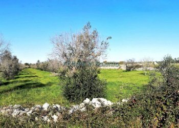 Terreno agricolo via Egnazia, Castrignano del Capo - foto 12