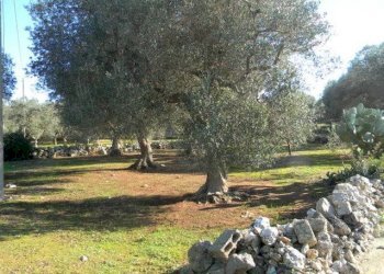 Terreno - Agricultural land Salve - photo 5