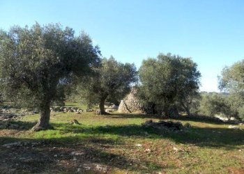 Terreno - Agricultural land Salve - photo 6