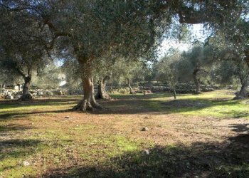 Terreno - Agricultural land Salve - photo 7