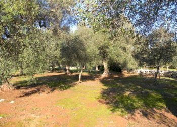 Terreno - Agricultural land Salve - photo 8