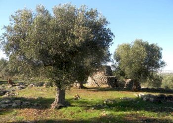 Terreno - Agricultural land Salve - photo 9