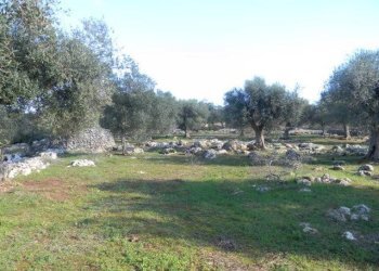 Terreno - Agricultural land Salve - photo 10