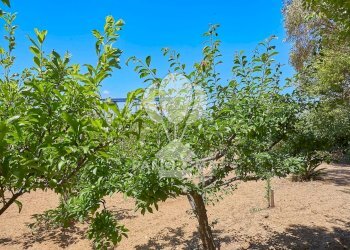 Villa contrada Forgia, Balestrate - foto 35