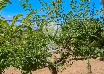 Villa contrada Forgia, Balestrate - foto 36