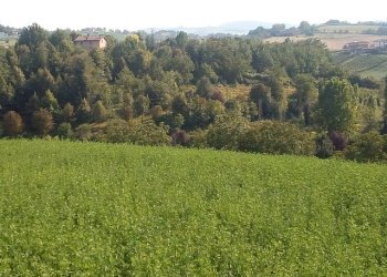 Building land Castelvetro di Modena - photo 6