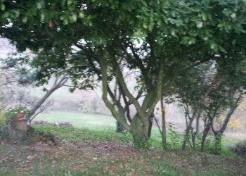 Independent house Canossa - photo 13