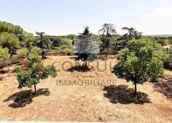 20210724_133225.jpg - Casale Masseria Corallo snc, Martina Franca - foto 13