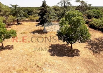 Foto 003.jpg - Casale Masseria Corallo snc, Martina Franca - foto 28