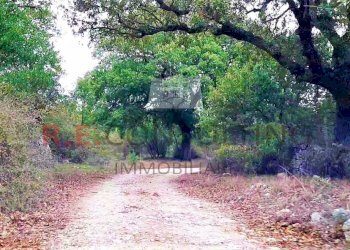 Foto Viale 02.jpg - Casale Masseria Corallo snc, Martina Franca - foto 29