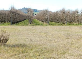 Terreno edificabile Forlì - foto 1