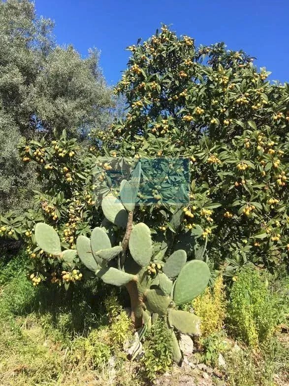 Terreno agricolo Traversa Mulino Marino, Siracusa - foto 2