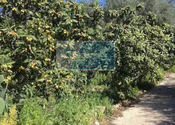 Terreno agricolo Traversa Mulino Marino, Siracusa - foto 1
