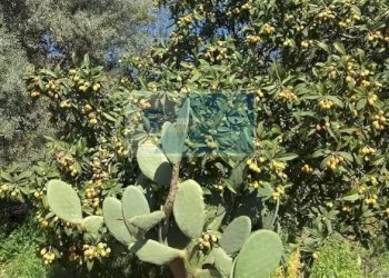 Terreno agricolo Traversa Mulino Marino, Siracusa - foto 2