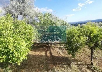 Terreno agricolo Traversa Vallone Carancino, Siracusa - foto 2