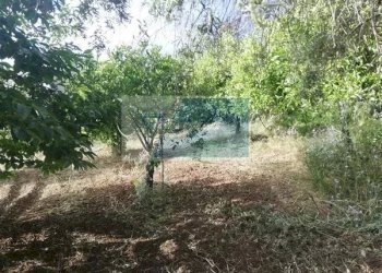 Terreno agricolo Traversa Vallone Carancino, Siracusa - foto 7