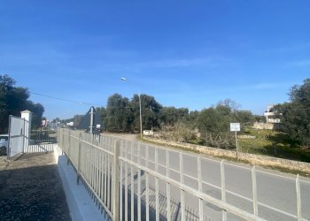 IMG_3961.jpg - Azienda agricola Strada Statale 16 Adriatica 105, Ostuni - foto 4