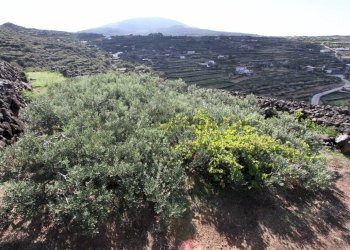 IMG_6677-min.JPG - Casale Pantelleria - foto 15