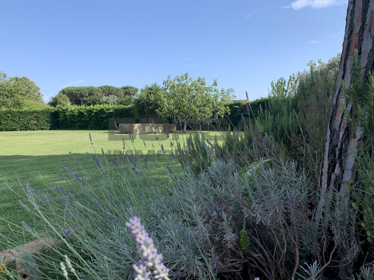 Lavanda.jpg - Villa Via della chiesa  10, Cascina - foto 1