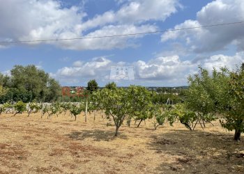 Foto 25-08-21, 11 10 17.jpg - Baita Strada Provinciale 62 139, Martina Franca - photo 16