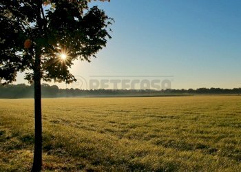FOTO TIPO TERRENO AGRICOLO - Terreno agricolo Via Barcarola 31, Cadoneghe - foto 7