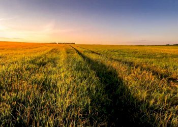FOTO TIPO TERRENO AGRICOLO - Terreno agricolo Via Barcarola 31, Cadoneghe - foto 10