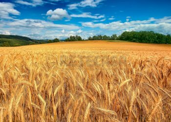 FOTO TIPO TERRENO AGRICOLO - Terreno agricolo Via Barcarola 31, Cadoneghe - foto 12