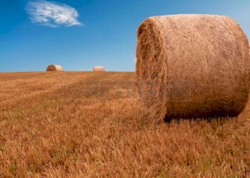 FOTO TIPO TERRENO AGRICOLO - Terreno agricolo Via Barcarola 31, Cadoneghe - foto 13